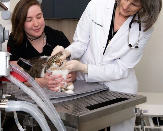 cat dental cleaning cost