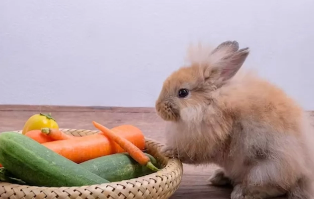rabbit food list