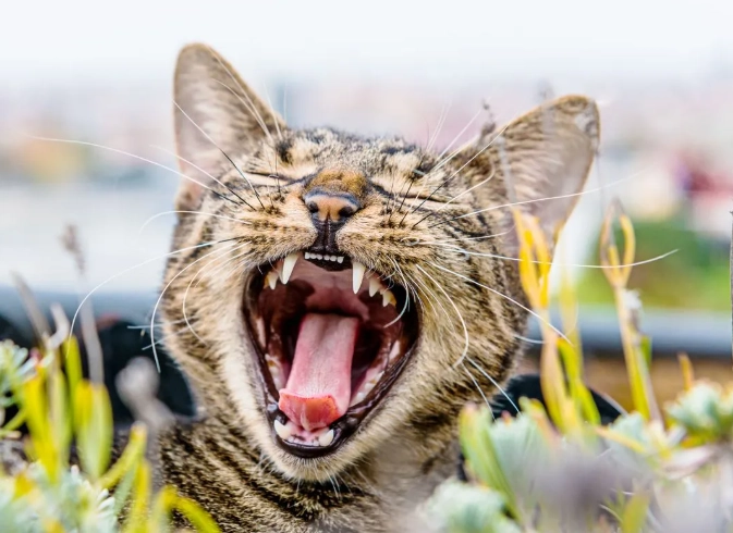 Cat dental care cost