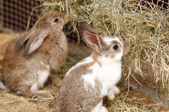 how much pellets for rabbits