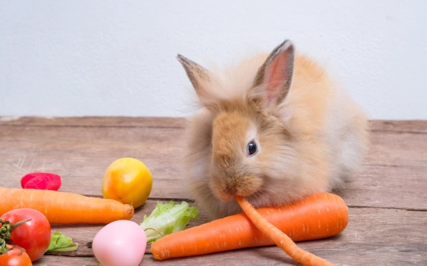 Rabbit diet percentages