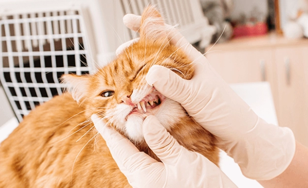 how to brush cat teeth