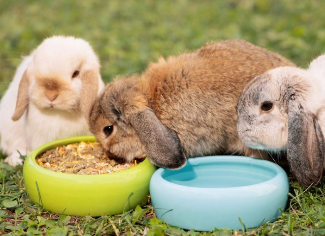 feeding rabbits pellets daily