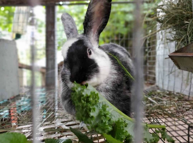 rabbit pellets feeding schedule