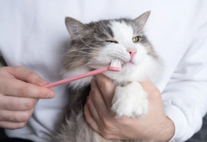 best cat dental treats