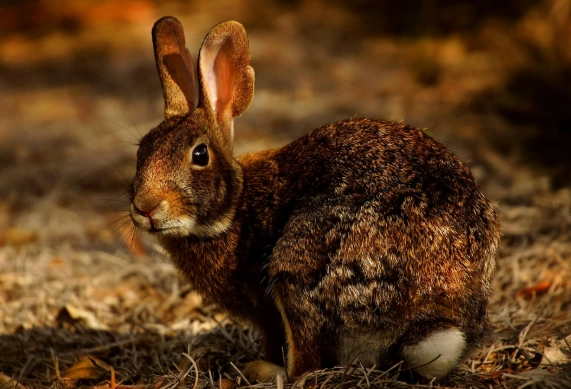 rabbit feeding schedule