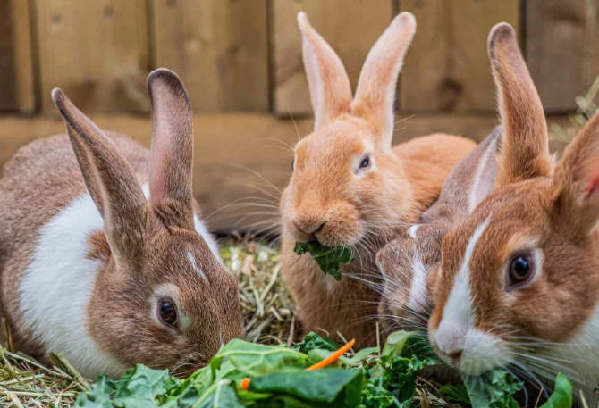 rabbit daily diet