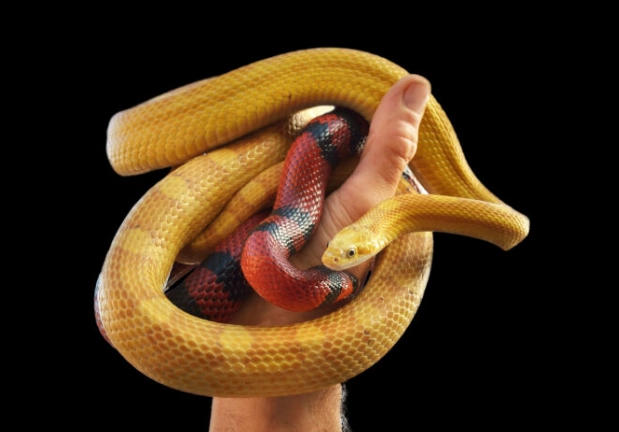 How long should you wait to hold your snake after getting it?