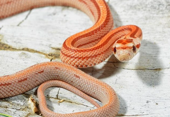 how to care for a snake