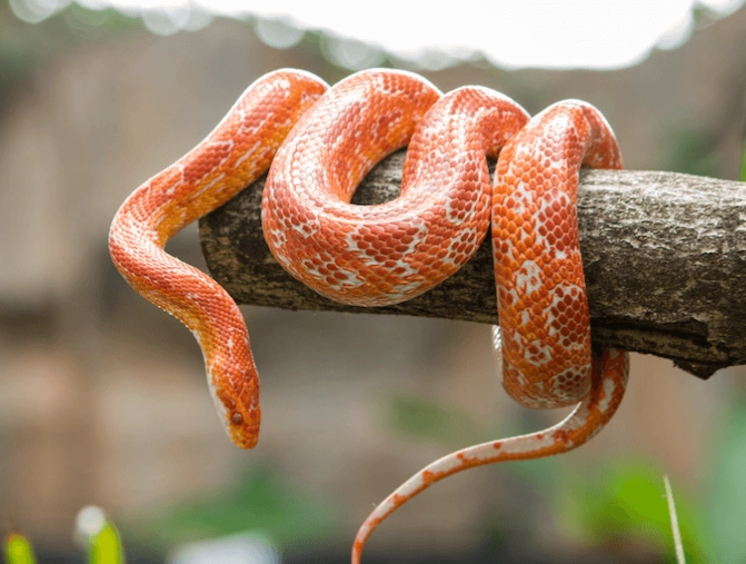 best pet snake for beginners