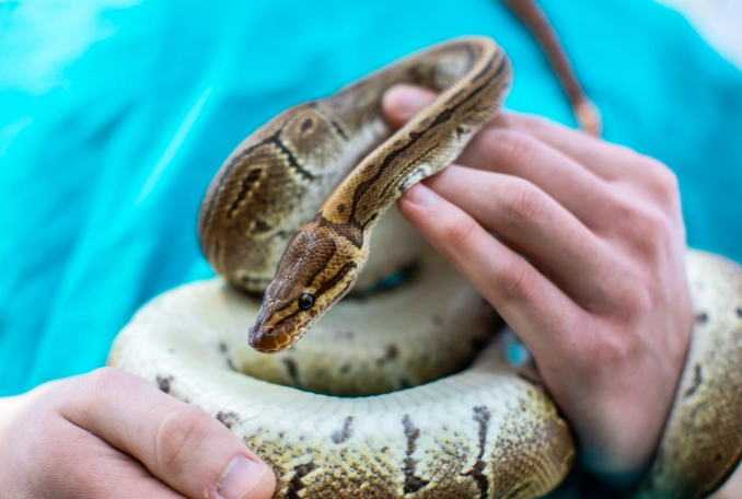 how to care for a snake