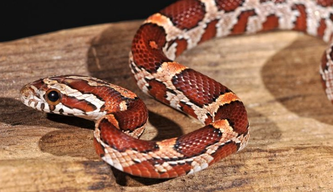 how to care for a snake