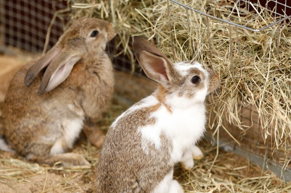 rabbit feeding by age