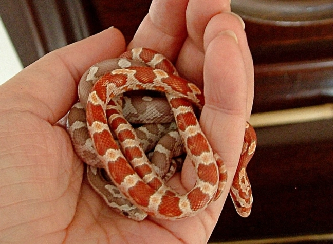 are snakes easy to take care of