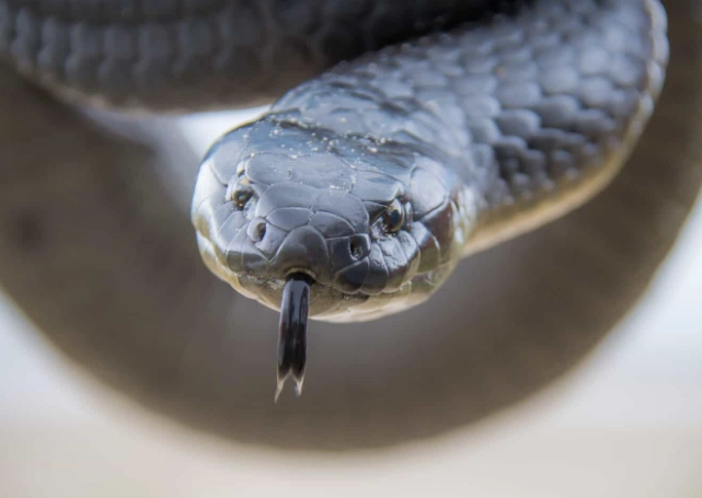 snake ownership guide