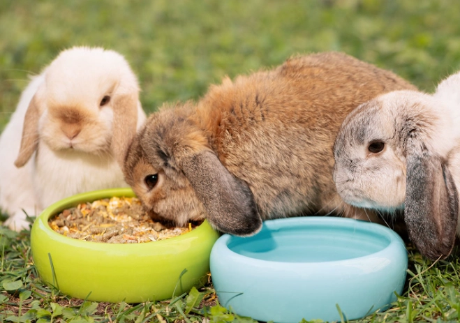 senior rabbit diet