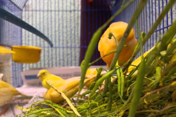 What should you not feed a canary?