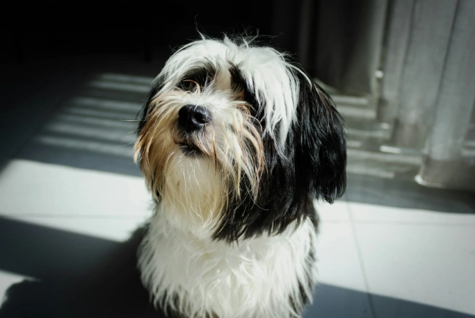 Puppy training basics week by week