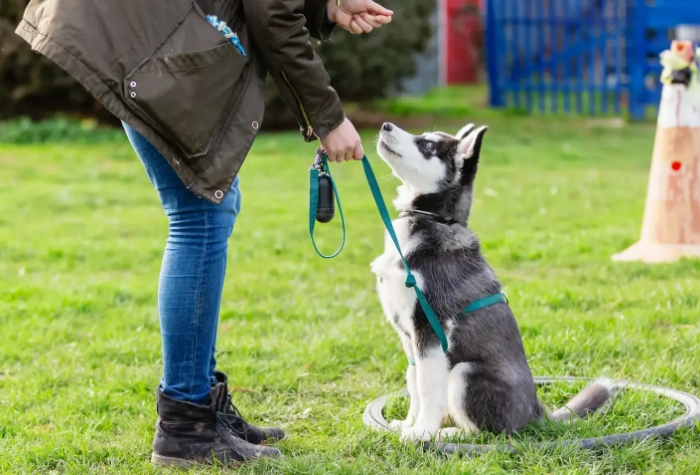 Puppy training basics for beginners