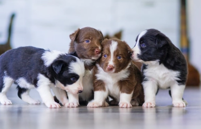 8 week old puppy training basics