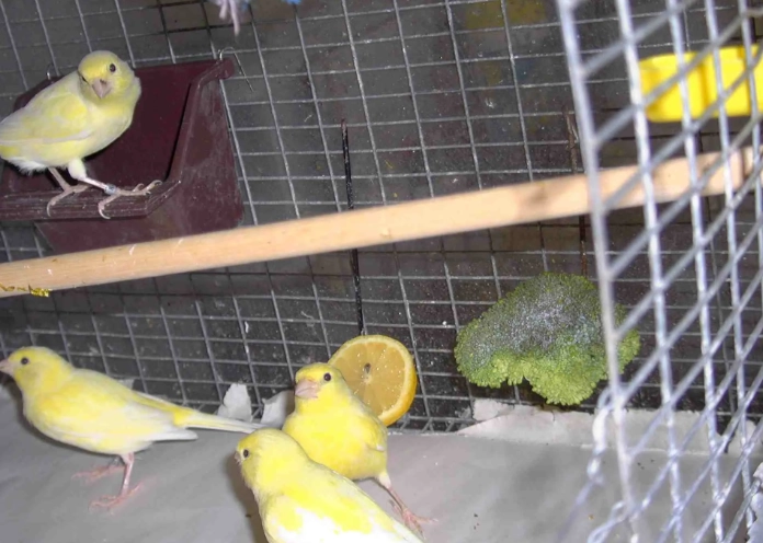 How do I tell if my canary is happy?