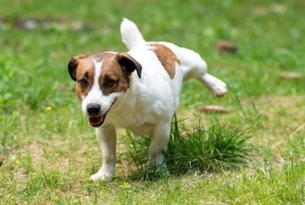 How to train a puppy to pee outside
