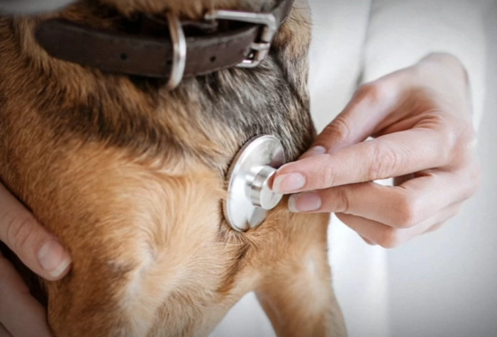 new dog virus 2024 new dog virus 2024