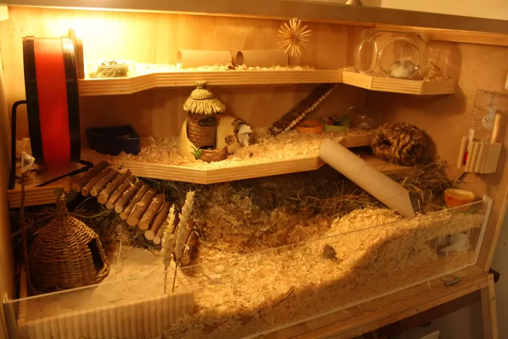 hamster habitat setup