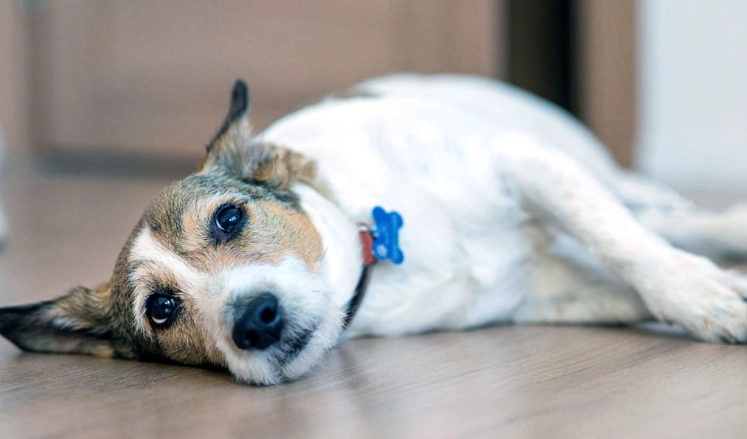 What is the most common sickness for dogs?