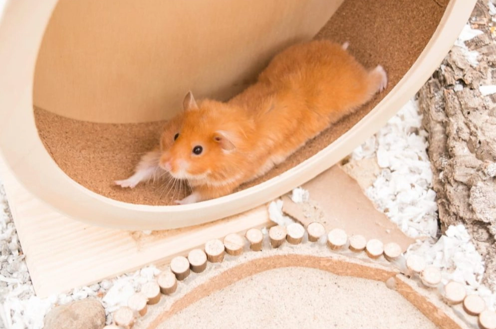 hamster enclosure essentials