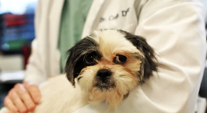 symptoms of deadly dog illnesses symptoms of deadly dog illnesses