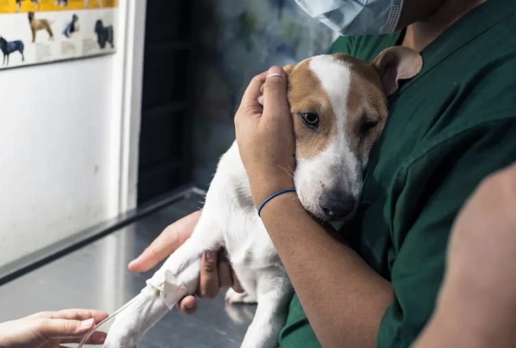 dog respiratory virus symptoms dog respiratory virus symptoms