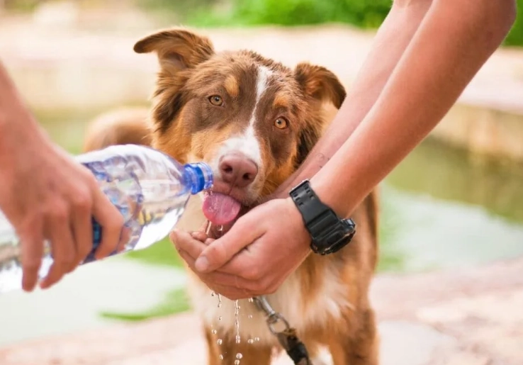 how to tell if dog is sick