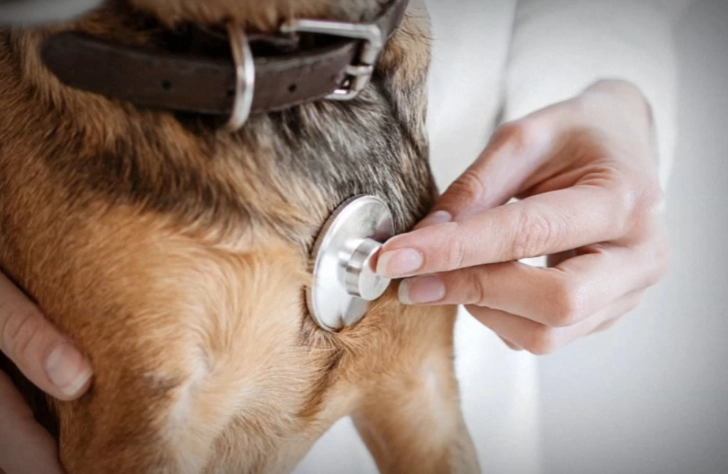 dog respiratory virus symptoms dog respiratory virus symptoms