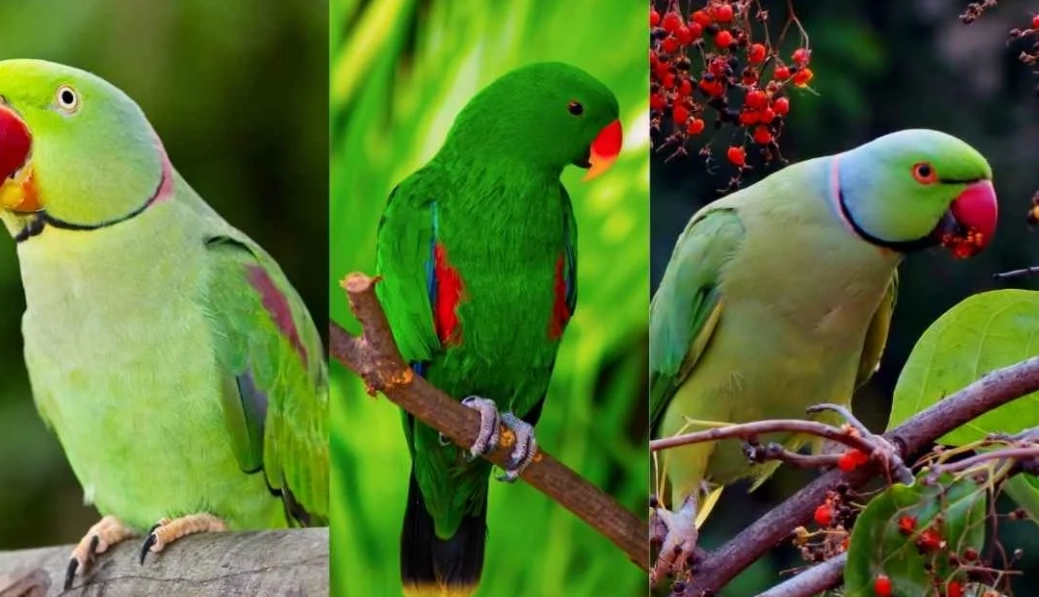 Green parrot diet guide