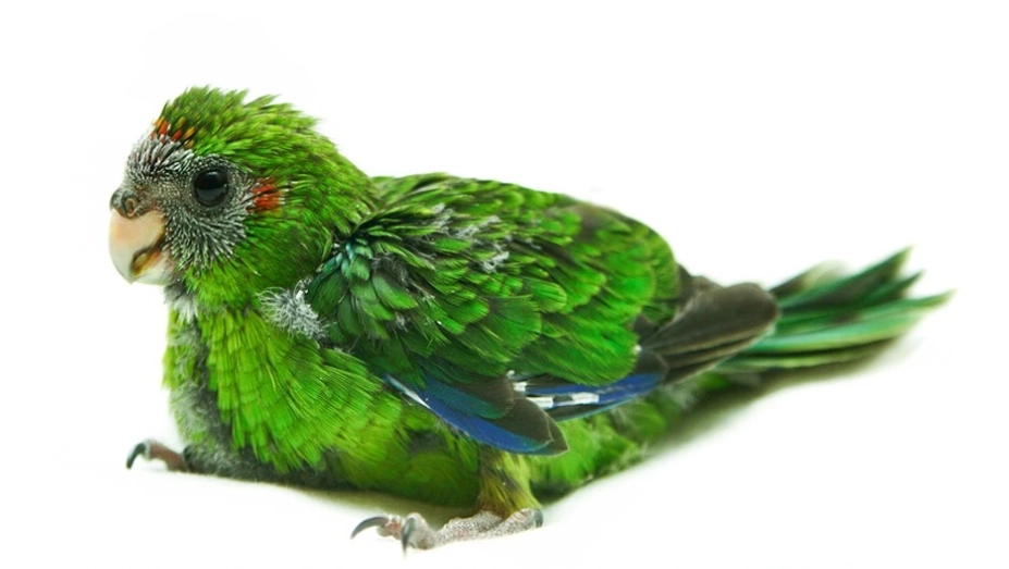 Green parrot food list