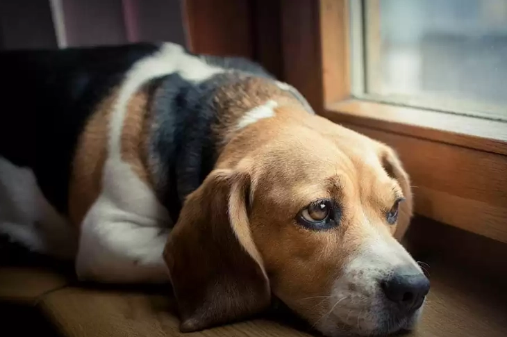 dog vomiting and diarrhea