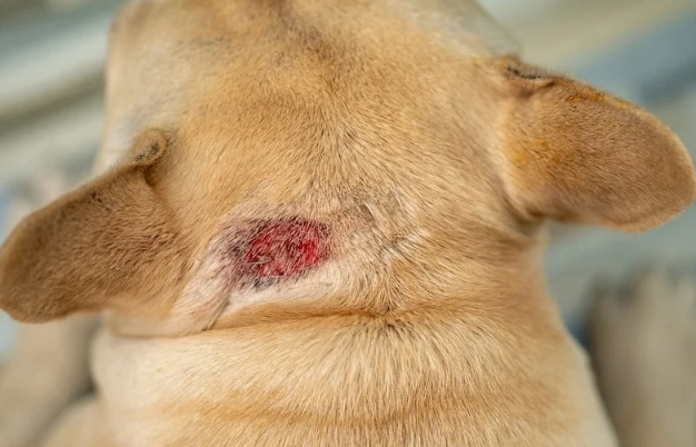 fatal dog diseases fatal dog diseases