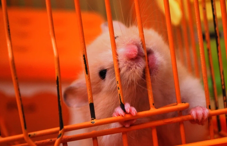 hamster cage mistakes