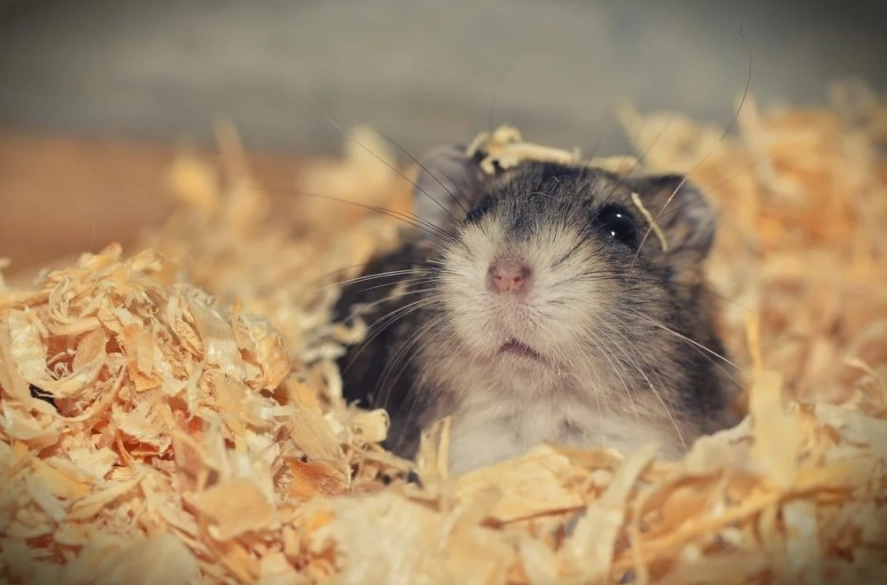 hamster litter training