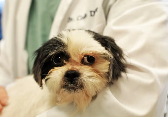 dog diseases and symptoms