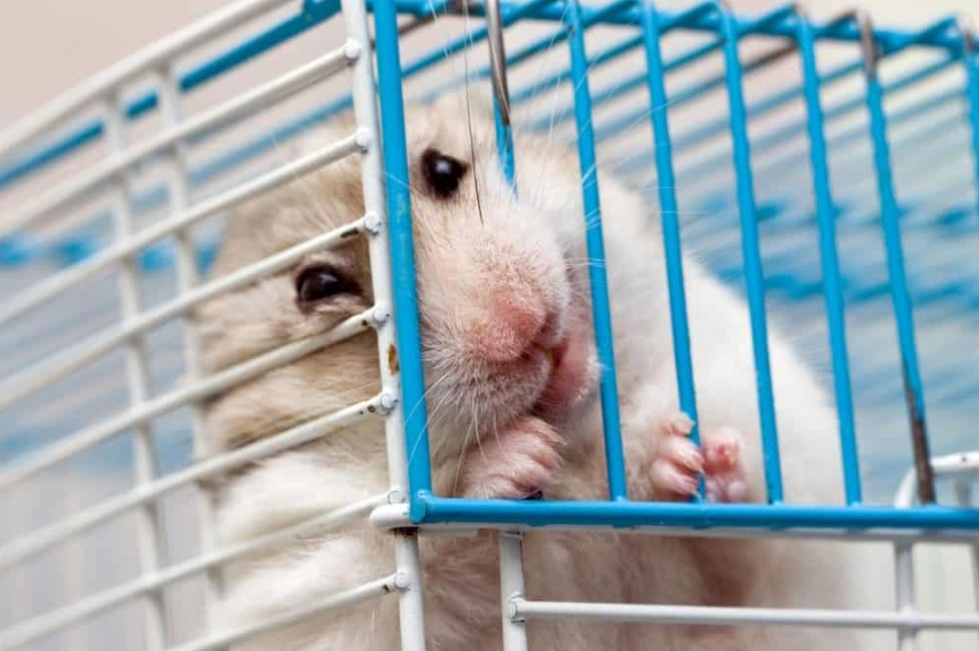 hamster cage size requirements