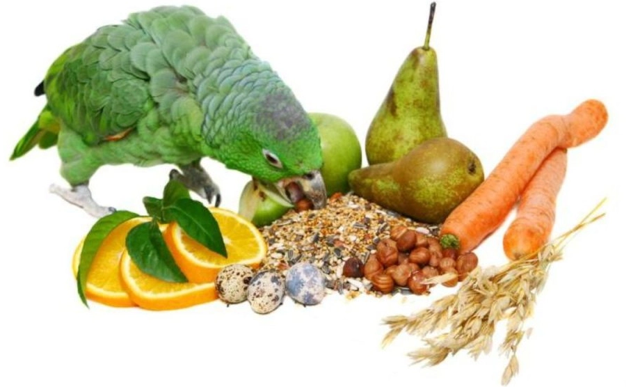 what to feed a green parrot