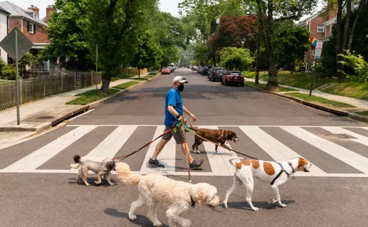 symptoms of deadly dog illnesses symptoms of deadly dog illnesses