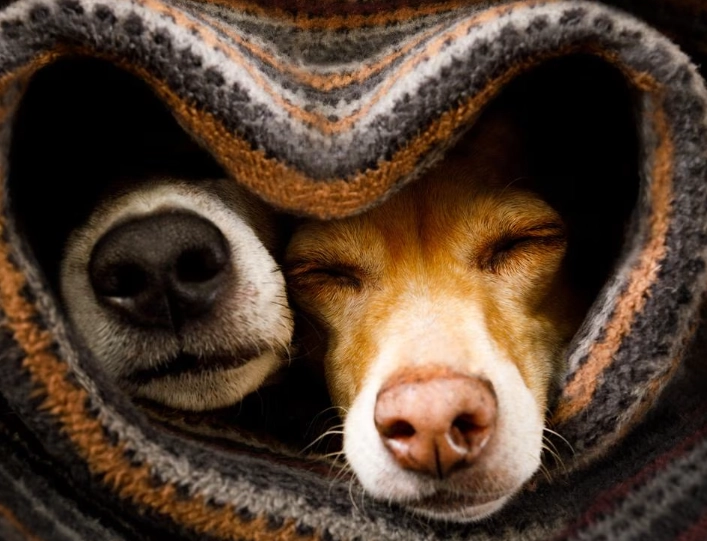 how to tell if dog is sick