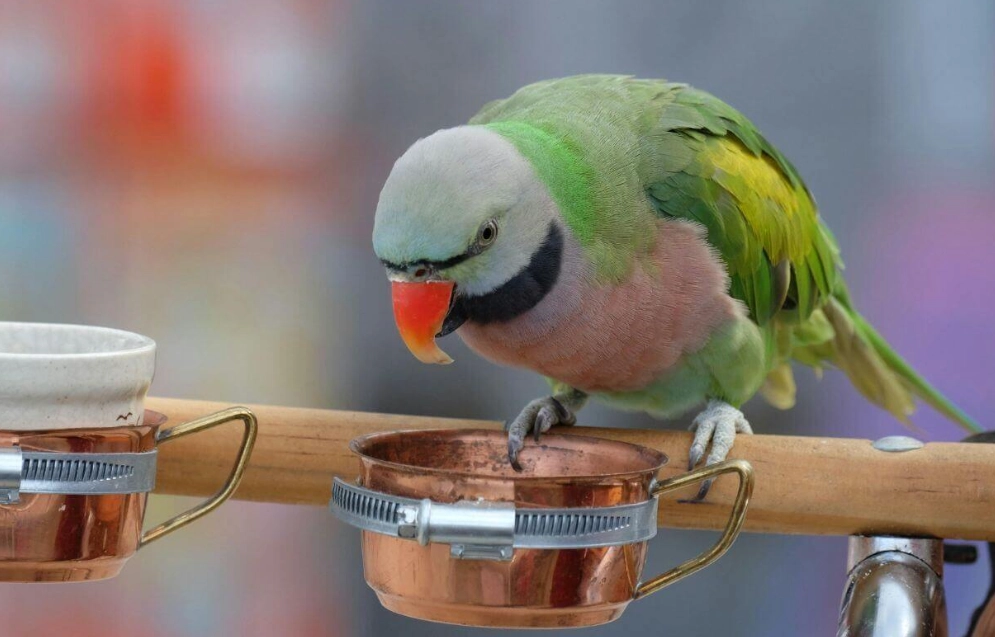 healthy parrot diet