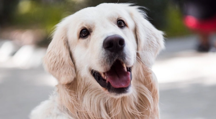 fatal dog diseases fatal dog diseases