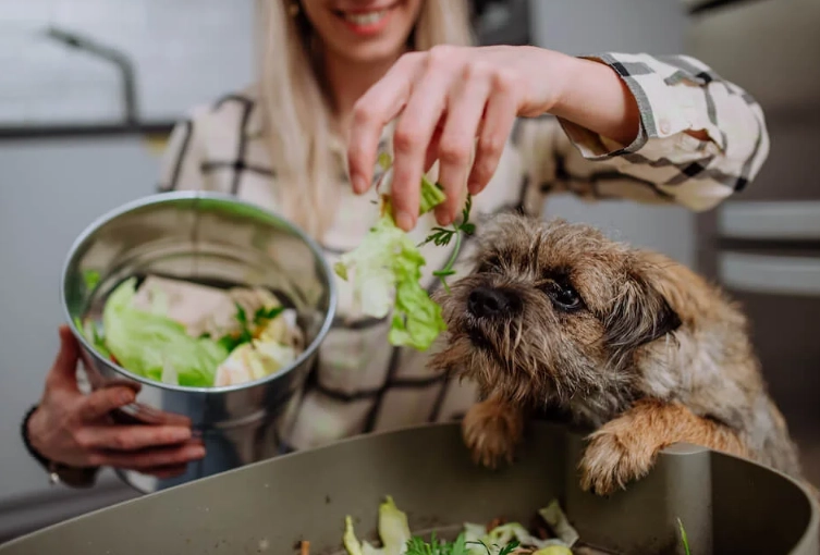 homemade dog food recipes homemade dog food recipes