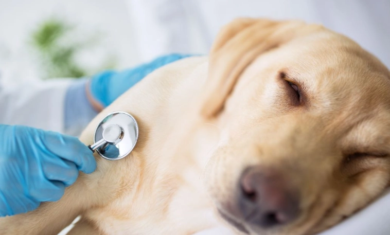 dog illness symptoms dog illness symptoms
