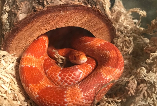 Corn snake care